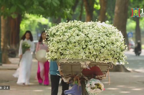 Mùa cúc họa mi về trên phố