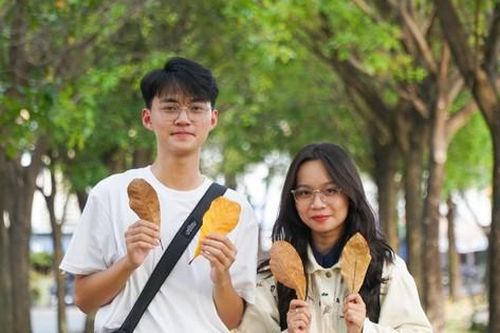 Lộc vừng thay lá, nhuộm vàng mùa thu Sài Gòn