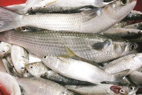 Mùa biển động, ngư dân 'cưỡi sóng' tìm loài cá độc, lạ