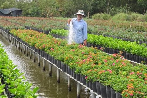 Nông dân miền Tây tất bật vụ hoa Tết