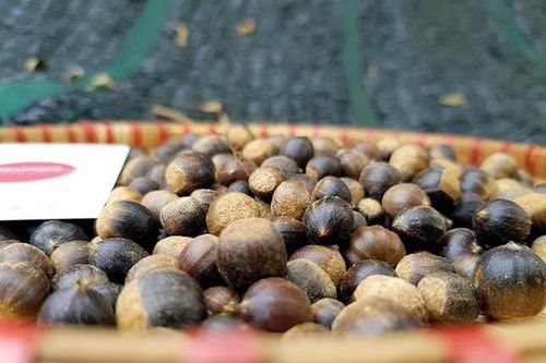 Hạt dẻ tí hon đắt khách đầu mùa