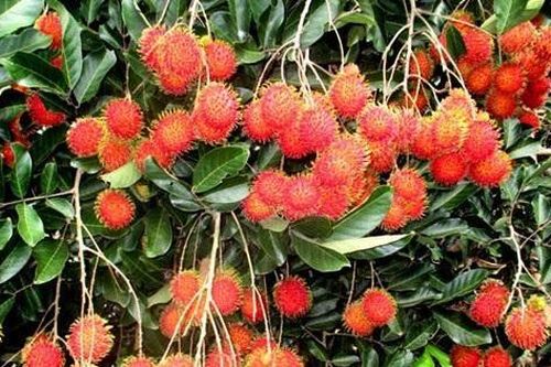 Đề nghị Thái Lan đẩy nhanh việc cấp phép cho hoa quả Việt Nam vào thị trường