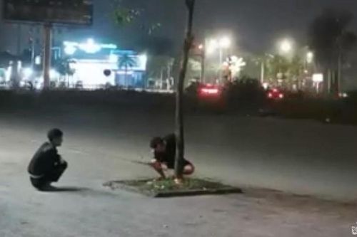Xác minh để xử lý nghiêm 2 đối tượng ngang nhiên chặt phá cây xanh ở TP. Vinh