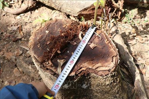 Rừng ở vùng cao Điện Biên vẫn bị 'rút ruột'