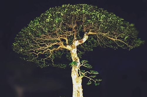 Một loài mai có hoa chiếu thủy!