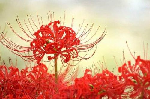 Thiên tình sử đẫm nước mắt và những loại hoa đỏ đẹp lạ lùng nhưng không được phép trưng trong nhà