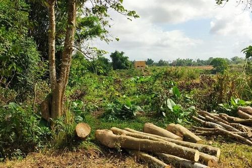 Tưởng bỏ nên chặt!