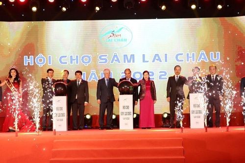Sâm Lai Châu cần xứng danh với tên gọi 'Quốc bảo'