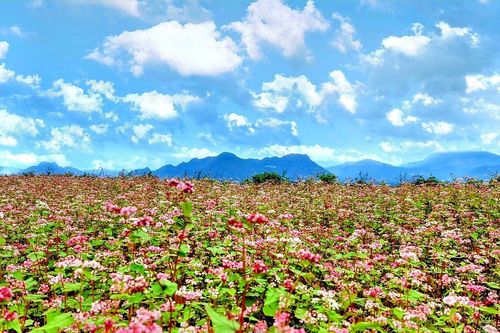 Hà Giang xuất khẩu hạt hoa tam giác mạch sang Nhật Bản