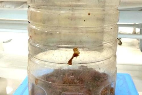 Uống rượu cà độc dược, 2 người đàn ông nhập viện cấp cứu