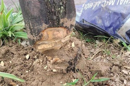 Đã xác định được đối tượng chặt phá cây xanh ở TP. Vinh