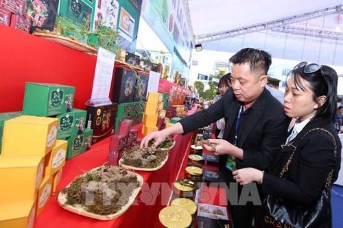 Đẩy mạnh thu hút hợp tác phát triển sâm Lai Châu