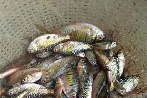 Ký ức quê xưa