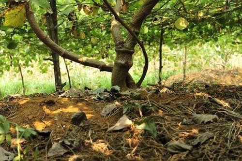 Trồng 2 loại củ trên đất khô cằn, anh 'nông dân 4.0' thu hơn tỷ đồng mỗi năm