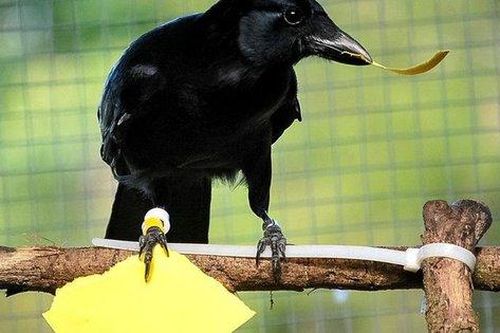 Phát hiện bất ngờ: Quạ có khả năng tự nhận thức giống con người, trí khôn tương đương khỉ đột