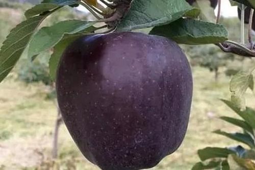 Táo đen sì bổ béo gì... gần nửa triệu đồng/quả?