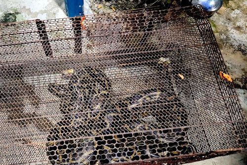 Trăn quý hiếm bò trong bụi cây gần kênh ở TP.HCM