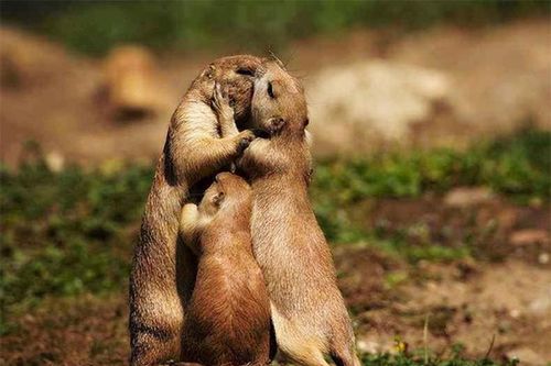 Top động vật có hành vi thú vị lạ thường, chuyên gia khó giải