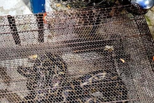 Phát hiện trăn dài 3 mét trong bụi cây ven kênh