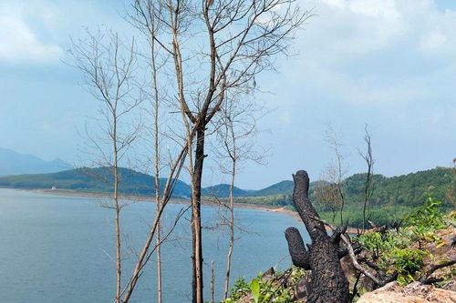 Rừng phòng hộ khu bảo tồn thiên nhiên Kẻ Gỗ tiếp tục bị đốn hạ