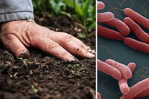 Đề phòng mùa cao điểm của bệnh Whitmore