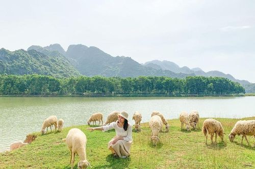 Đồng cừu như khu vườn cổ tích ở Ninh Bình
