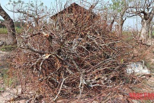 Khắc phục tình trạng cây đào cảnh chết hàng loạt tại Thái Bình