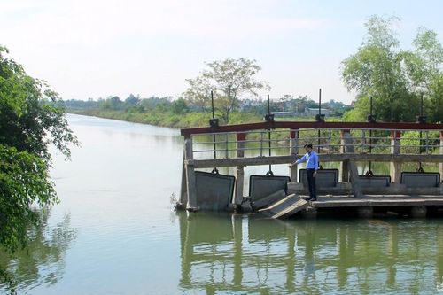 Nghệ An: Cầu ngăn mặn gãy đổ, hàng chục héc ta đất sản xuất bị nhiễm mặn
