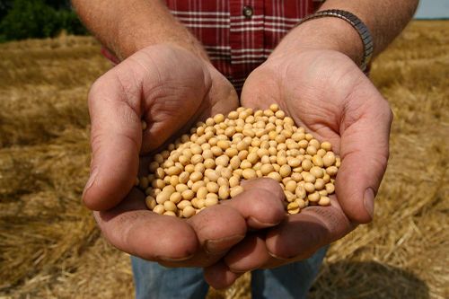 Các sản phẩm biến đổi gene chưa được người tiêu dùng ưa chuộng