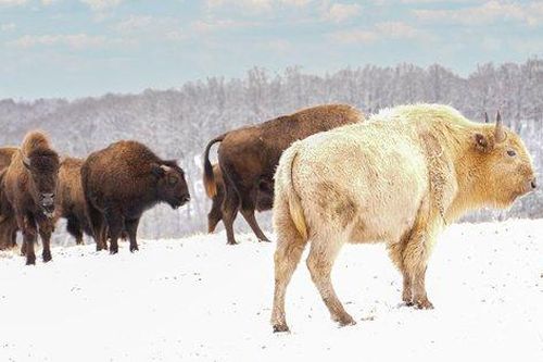 Vì sao bò rừng trắng được coi là biểu tượng thiêng liêng của bộ tộc Lakota?