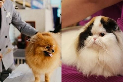 Chi đến hàng trăm triệu đồng để nuôi thú cưng
