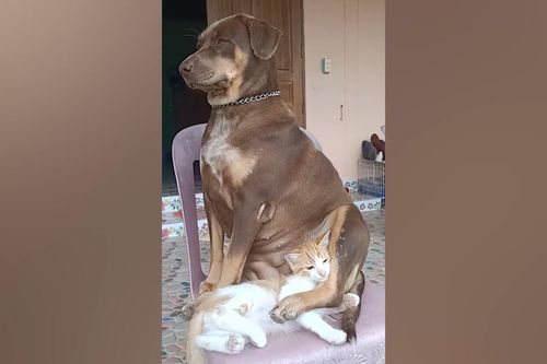 'Tan chảy' với khoảnh khắc đáng yêu của chó và mèo