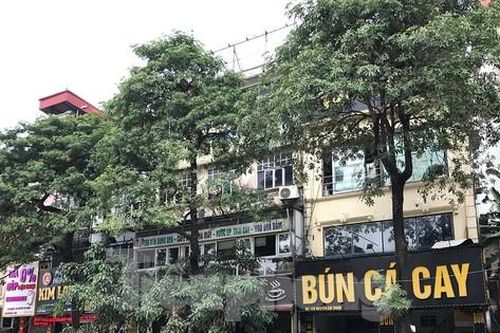 Hà Nội chưa di chuyển cây hoa sữa ở đường Nguyễn Chí Thanh vì 'còn ý kiến khác nhau'