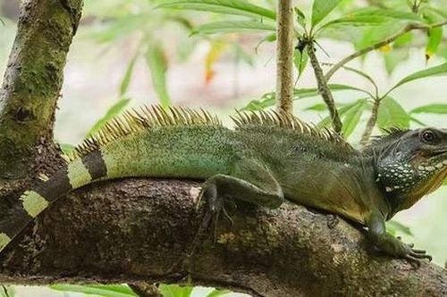 Mối họa từ trào lưu nuôi thú cưng độc, lạ