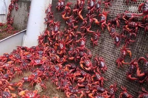 Cua đỏ diễu hành trên đảo Giáng Sinh