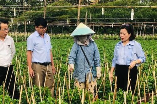 Nông dân Đà Nẵng tất bật chăm sóc vụ hoa Tết