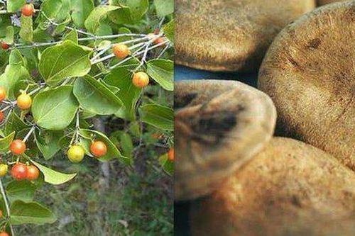 Ngộ độc nặng do uống rượu ngâm hạt mã tiền