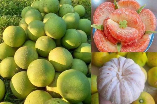 Bất ngờ bưởi 'đặc sản' giá 'rẻ hơn rau' đổ bị thị trường Việt