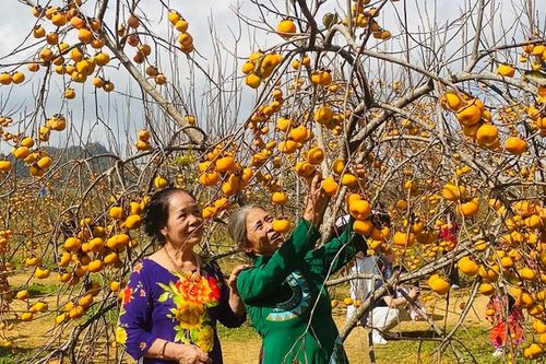 Mùa hồng đỏ rực trên cao nguyên Mộc Châu