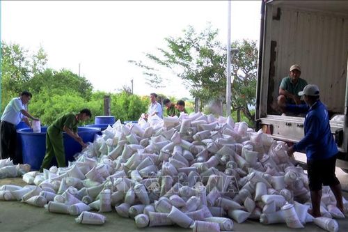 Tiêu hủy hơn 2 triệu con tôm giống không qua kiểm dịch