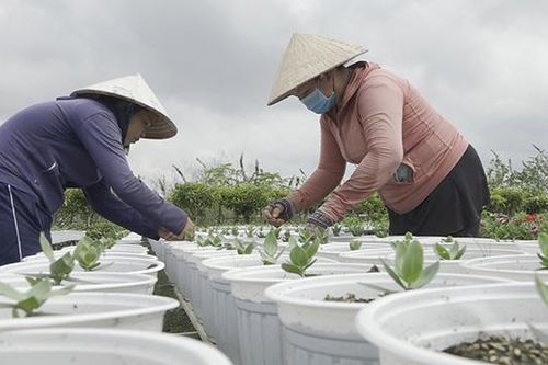 Nông dân trồng hoa Tết trong 'cơn bão' giá vật tư tăng mạnh