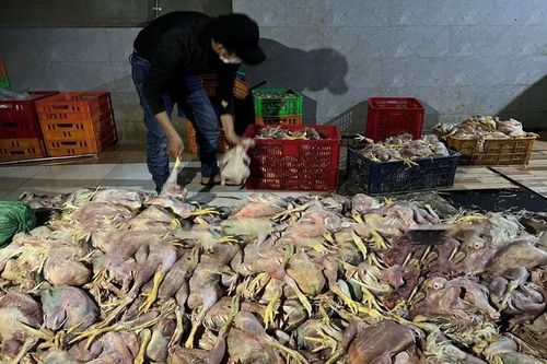 Hình ảnh kinh hãi tại cơ sở giết mổ hơn 2 tấn gà chết