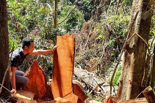 Kiểm điểm loạt cán bộ vì để mất rừng