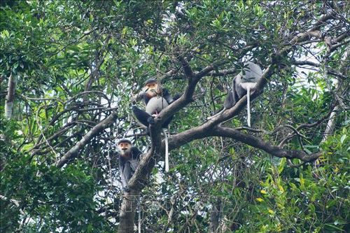 Ghi nhận 104 con chà vá chân xám ở rừng phòng hộ Ba Tơ