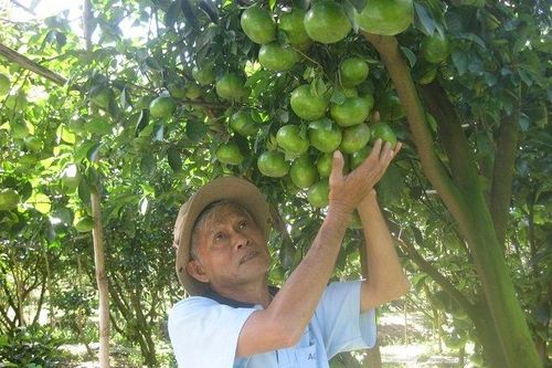 Nông dân miền Tây tất bật sản xuất, chuẩn bị 'đặc sản' bán dịp Tết