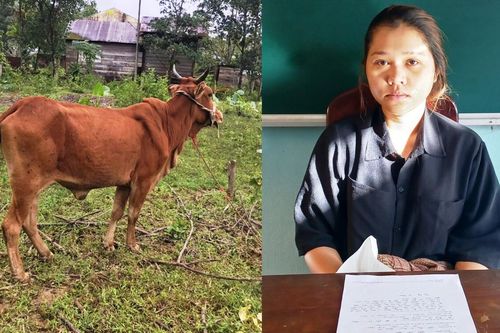 Cô gái 19 tuổi thuê xe ba gác để bắt bò thả rông chở đi bán