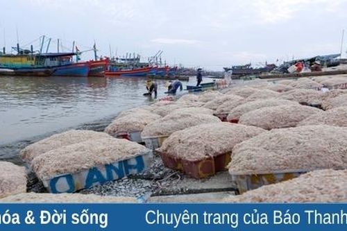 Ngư dân phấn khởi được mùa moi biển