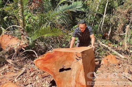 Vụ phá rừng Măng Đen: Nhóm lâm tặc lĩnh án, nhiều cán bộ bị kỷ luật