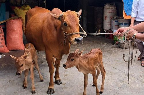 Chuyện lạ bò mẹ sinh đôi ở Hà Tĩnh