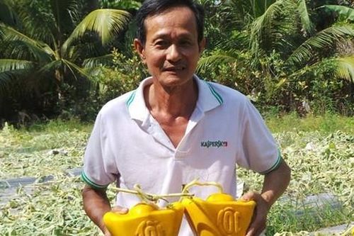 Nông dân trồng dưa hấu thỏi vàng, bưởi hồ lô… thấp thỏm chờ Tết